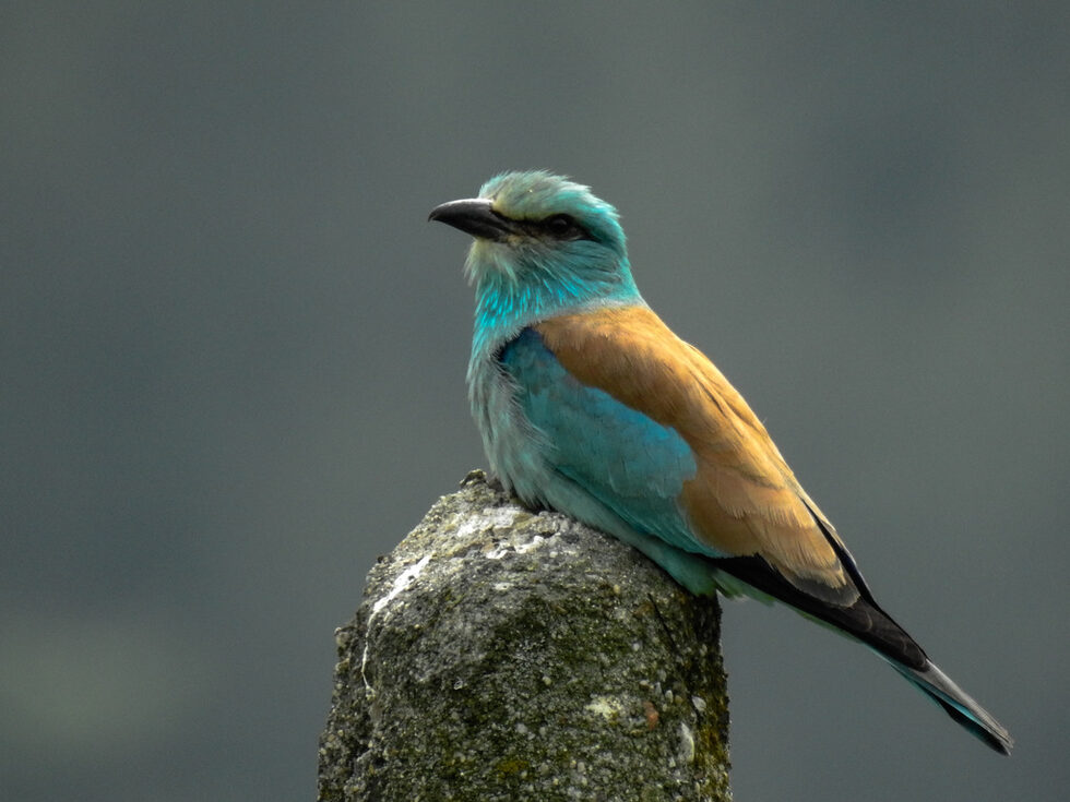 Синявица (Coracias garrulus) изключително красива птица, която гнезди в дупки по дърветата, речни брегове, стръмни скалисти склонове. Дупката в земята бива изкопавана от самите птици, като нейната дължина е над половин метър с разширение за гнездото накрая