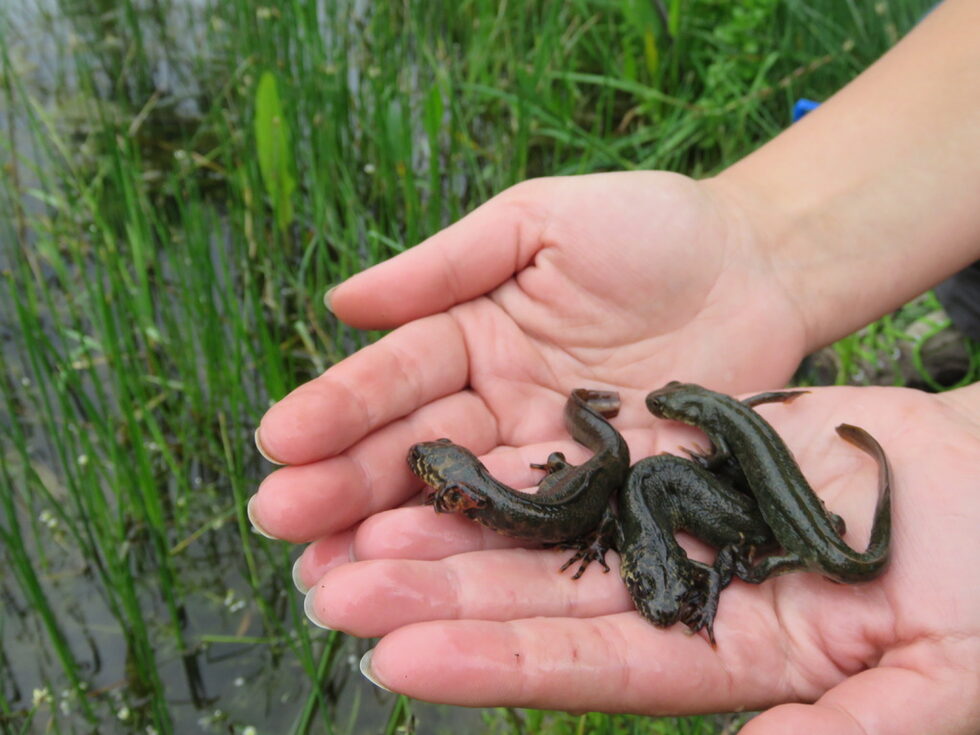 Голям гребенест тритон (Triturus ivanbureschi ) Храни се с червеи, охлюви, ларви на насекоми и други дребни членестоноги. Снася 200-400 яйца, които залепват за подводната растителност. Ларвите се излюпват след 2 седмици, а метаморфозата трае около 3 месеца.