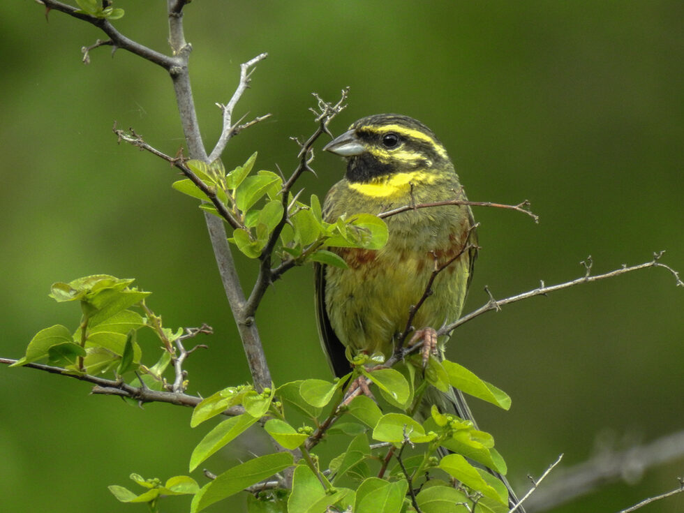 Зеленогуша овесарка (Emberiza cirlus)