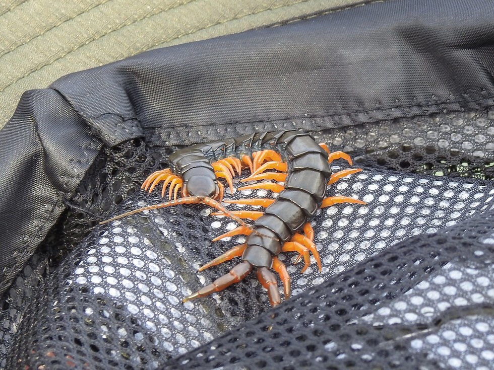 Сколопендра Сколопендрите (Scolopendra) са род многоножки. Scolopendra cingulata e представител на стоножките на територията на България. Всички гигантски стоножки имат отровна захапка. Необходимо е да бъде подхождано към тях с внимание. Ухапването е силно болезнено, придружено със зачервяване и подуване на мястото. Възможно е покачване на температурата, треска или алергична реакция. При ухапване е необходима намеса на медицинска помощ.