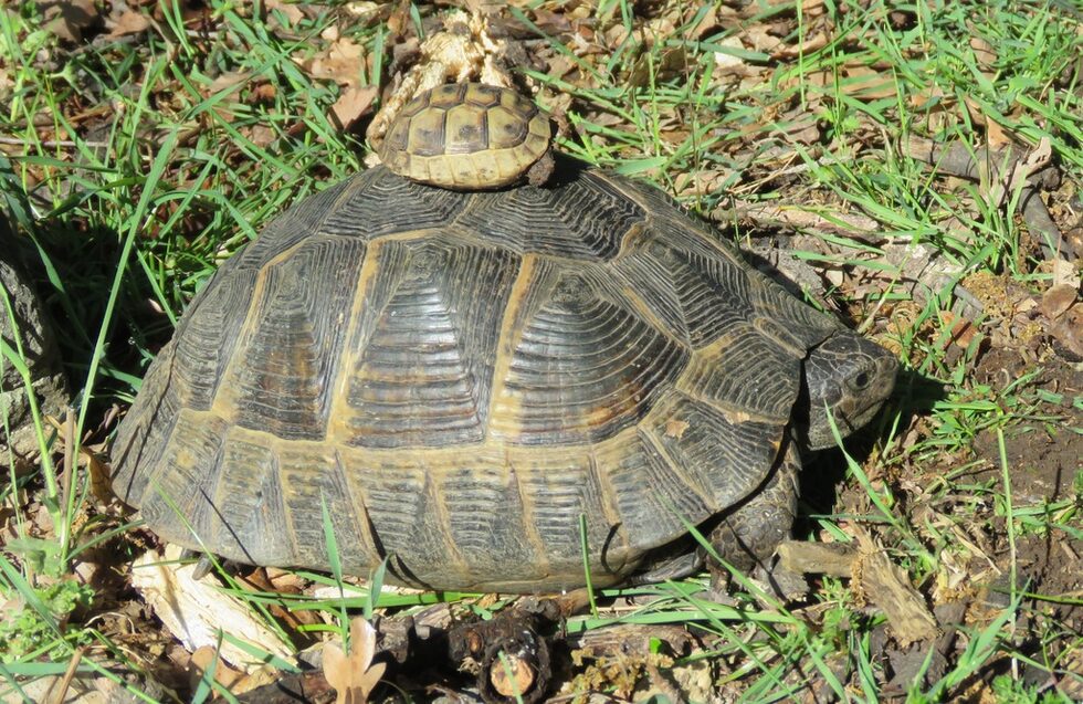 Шипобедрени костенурки (Testudo graeca) Много подобна на сродната ѝ шипоопашата костенурка (Testudo hermanni), която също се среща на територията на България.