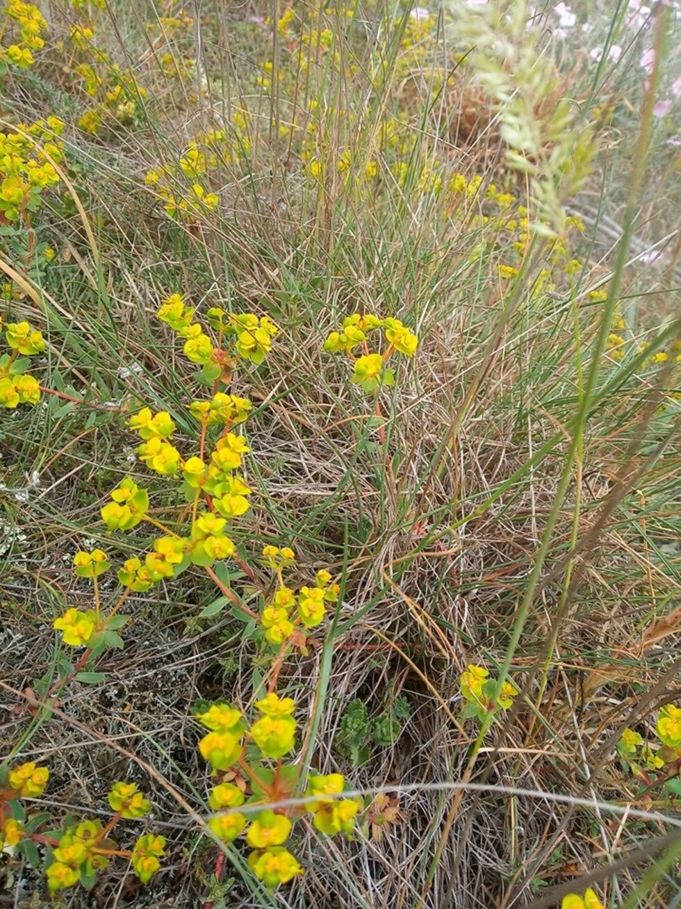 Неголямата млечка Euphorbia nicaensis ssp. cadrilaterii е сред видовете, характерни за Понто-сарматските степи.