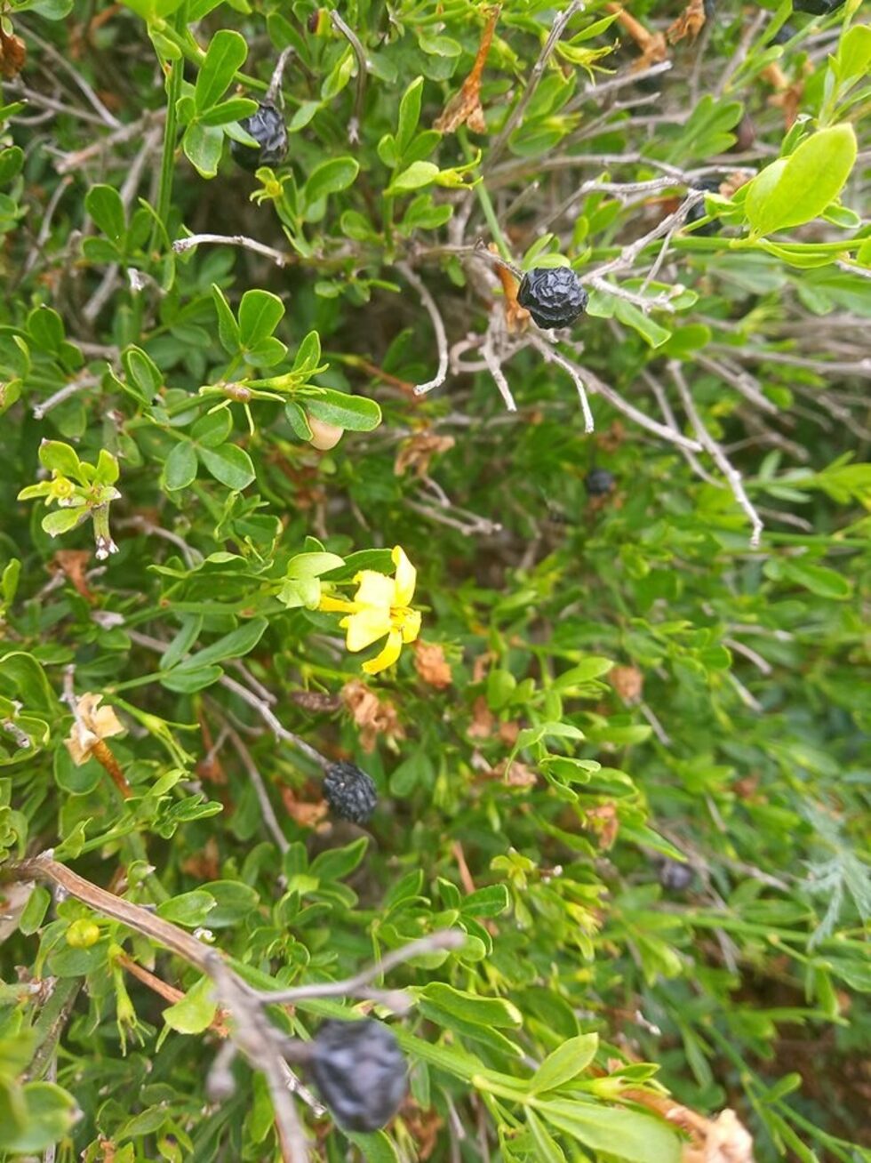 Храстовиден жасмин (Jasminum fruticosum).