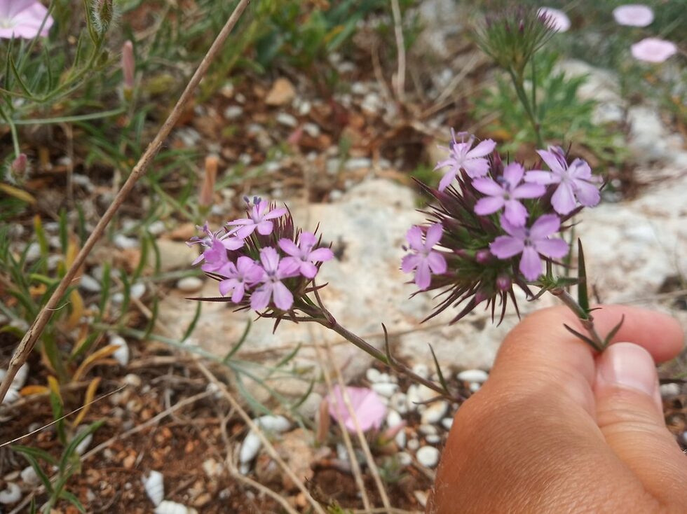 Лъжеармеровидният карамфил (Dianthus pseudoarmeria) е типичен степен вид.