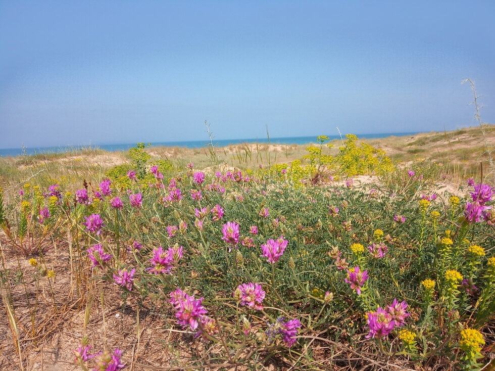 Дюните са обагрени в лилаво от еспарзетовото клинавче (Astragalus onobrychis).