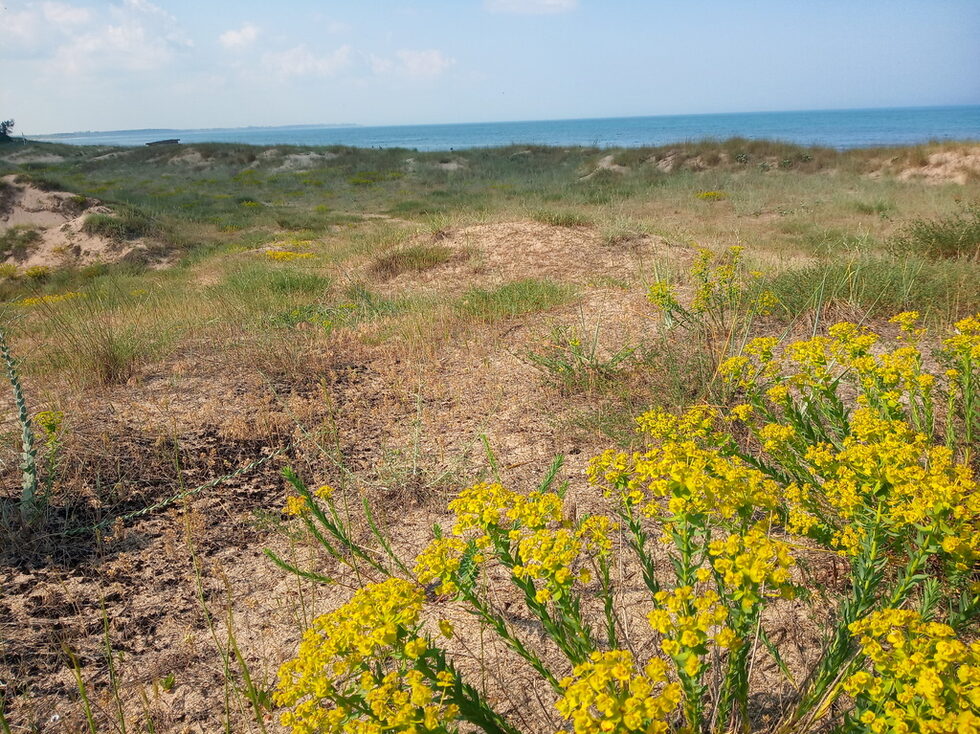 Преобладаващото жълто на дюните e от цъфтящата сегуерова млечка (Euphorbia seguirana).