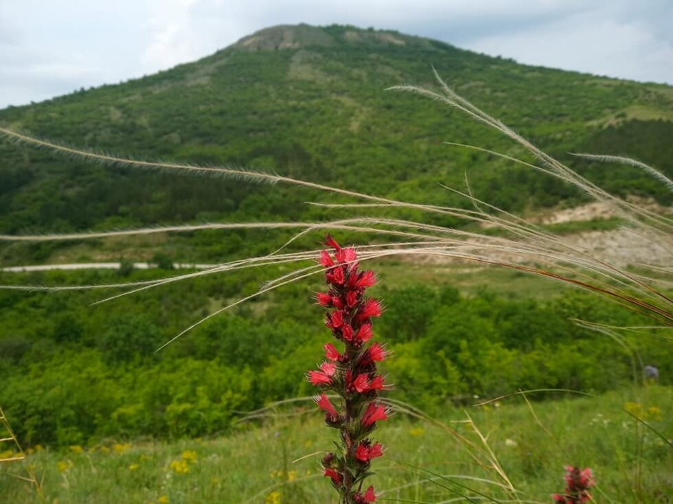Сред най-редките растения на степите е и Червеното усойниче (Echium russicum), което любителите ботаници имаха щастието да видят напълно разцъфнало на фона на Зайчия хълм (Таушан тепе). Видът е включен в приложенията на Директивата за местообитанията за защита от мрежата "Натура 2000" и има статут "Уязвим" в българската Червена книга. Зоната "Таушан тепе", която е обявена в българската част от европейската мрежа, е една от само няколкото, в които видът се среща.<br /><br />Таушан тепе е забележителен пример за убежище на степна растителност, оцеляла тук от древни времена. Тук могат да се видят десетки редки видове растения, вписани в Червената книга на България, защитени от Закона за биологичното разнообразие и включени в приложенията на Европейската директива за местообитанията. Много от тях са със степен произход или се срещат единствено в Добруджа.