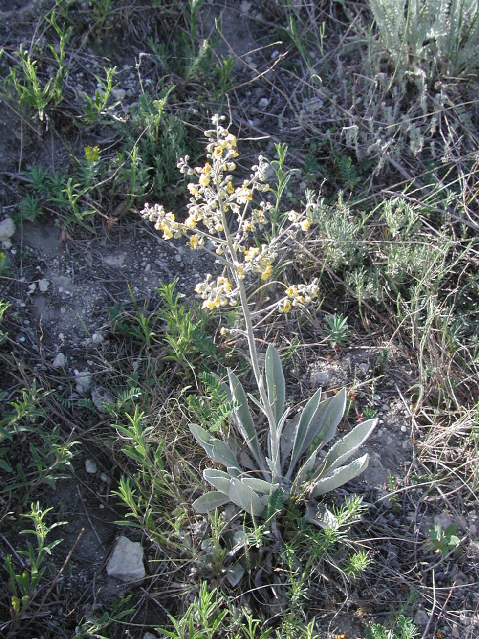 Сиври тепе се отличава с находище на редкия Цар Борисов лопен (Verbascum tzar-borisii). Растението е български ендемит (не се среща извън България) и има само няколко находища в област Варна. Освен розетки на вида, участниците в ботаническия тур на Българска фондация Биоразнообразие и Ботаническата градина на БАН видяха само 3 екземпляра, цъфтели през тази година.