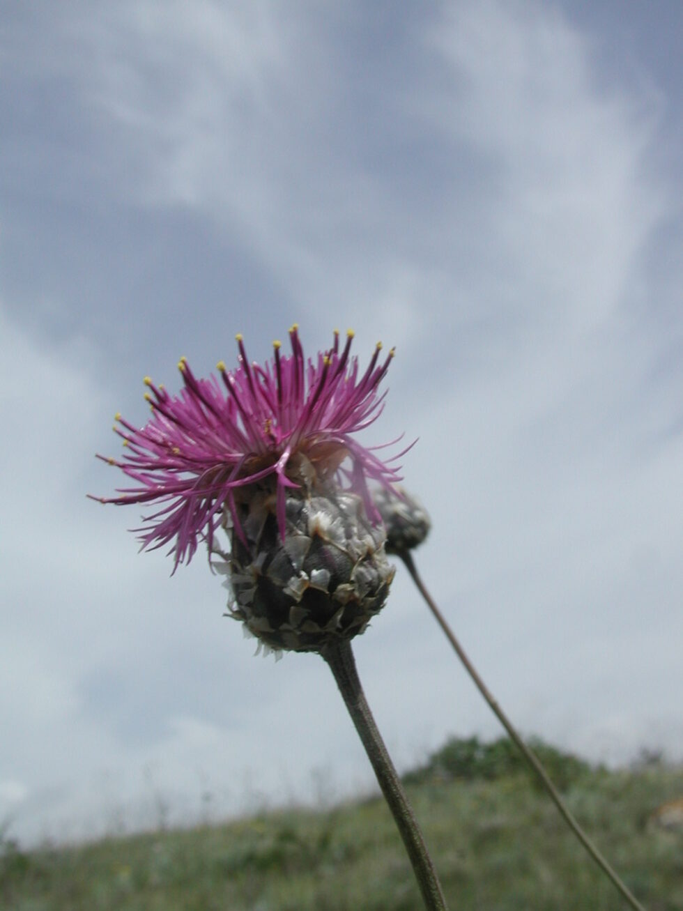 Разцъфнала янкиева метличина (Centaurea jankae).