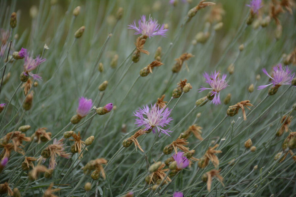 Тройножилчестата метличина (Centaurea trinervia) има статут на "критично застрашен" вид в Червената книга на България. Засега в страната тя е намерена само в зоната "Таушан тепе", и то с по-малко от 30 екземпляра.