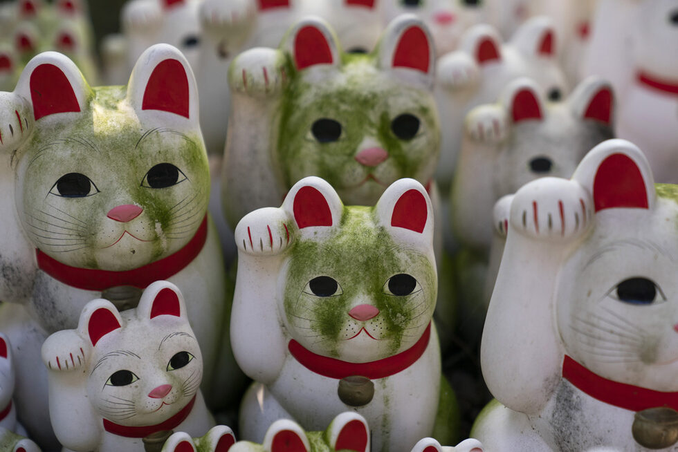 Фотогалерия: Котка за късмет