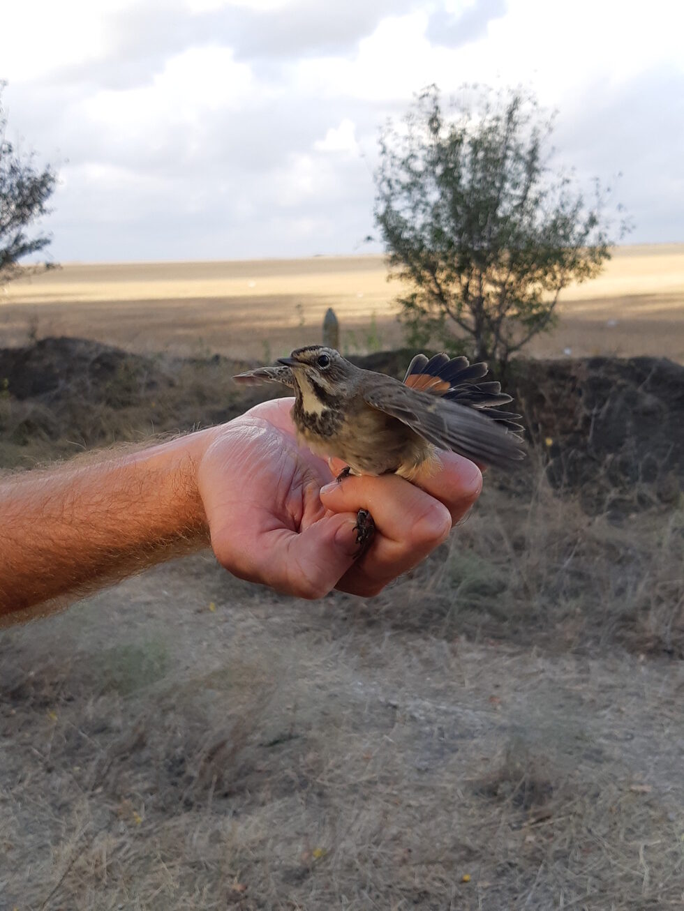 Синьогушка (Luscinia svecica).