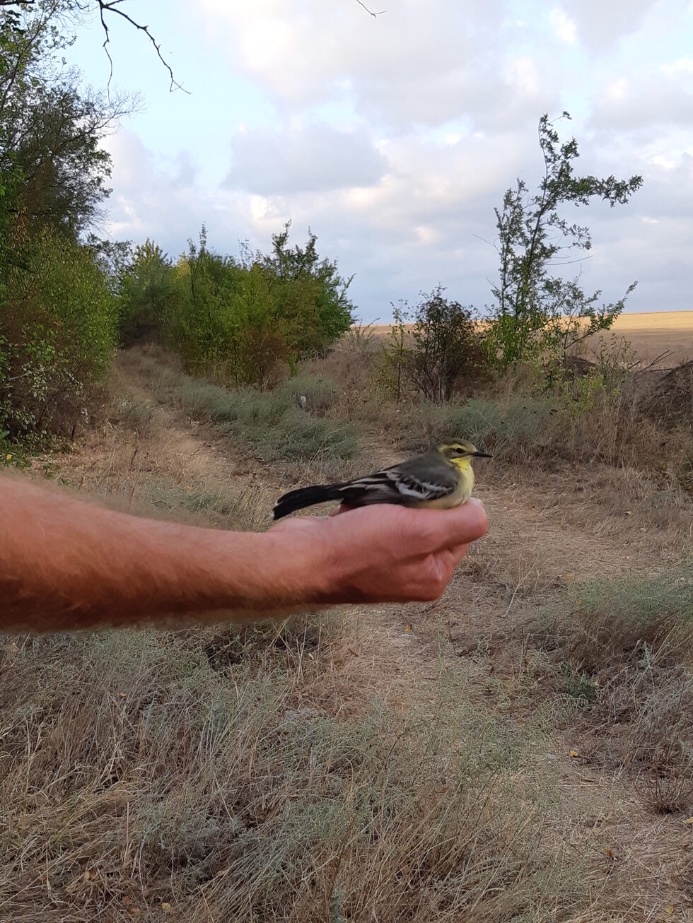 Жълтоглава стърчиопашка (Motacilla citreola).