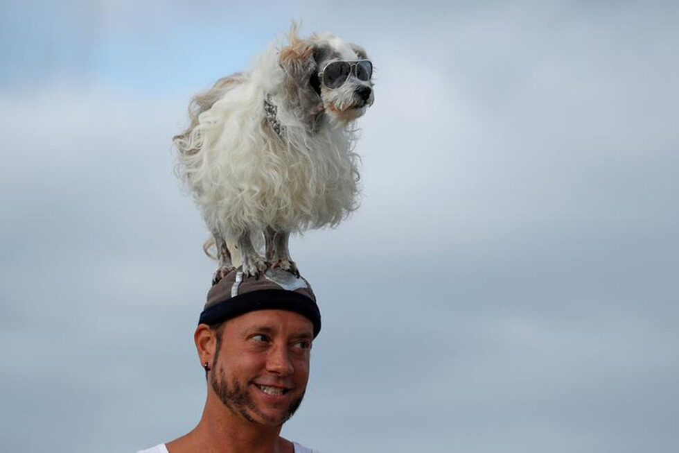 Участници в "Top Surf Dog 2019" в Дел Мар, Калифорния.