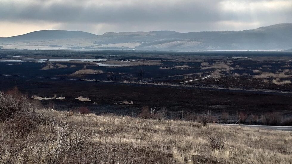 По първоначална информация огънят е засегнал и двете защитени зони от мрежата "Натура 2000", които се намират в територията на Драгоманското блато.