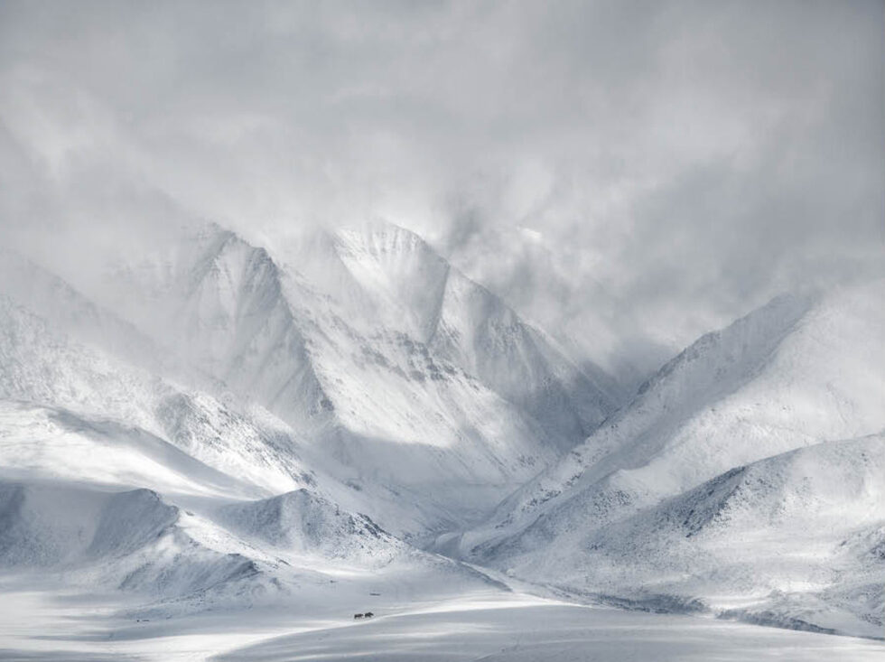 Ricardo Da Cunha е победител в категорията The Wildlife in Landscape Award 2019.
