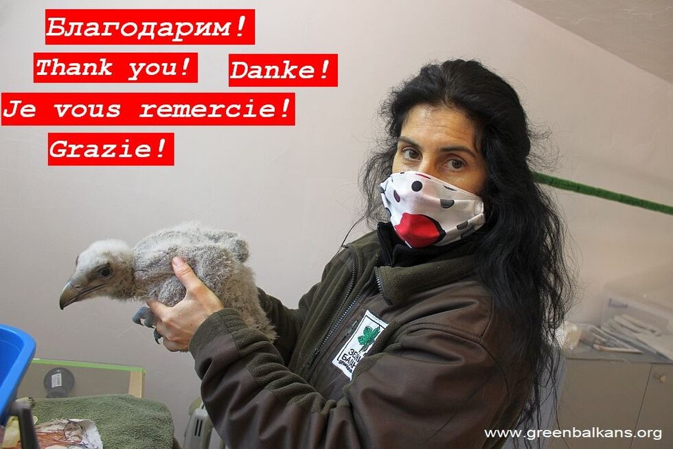 #Благодарим! #8 🙌💐Хората на дивата природа!Докато всички трябва да спазваме #ОстаниВкъщи, има много хора, които работят, за да спасятват (дивия) живот! 🦅🦉🐦 Както Йорданка Василева и екипът на Спасителния център за диви животни в Стара Загора, които продължават да помагат на дивите животни - като този брадат лешояд - да се възстановят и да се върнат обратно в природата.Веднага щом коронавируса-мерките бъдат вдигнати, Центърът ще бъде отворен и ще имате възможност да го посетите.