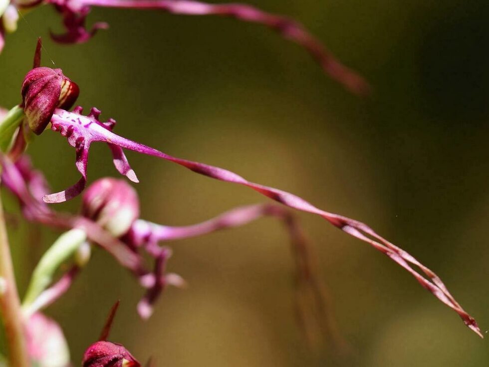 Както подсказва името на обикновената пърчовка (Himantoglossum jankae) тя има аромат на пръч. Това обаче неустоимо привлича опрашителите й, които използват за кацане, подобно на самолетна писта дългата й до 10 см устна.Защитен вид, един от приоритетните за опазване видове в Натура 2000