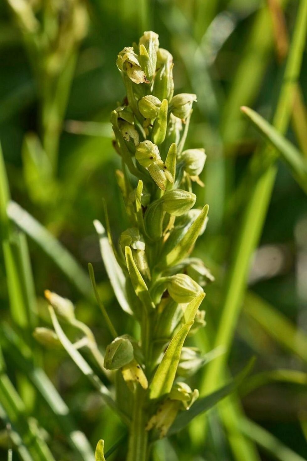 Зеленият цьологлосум (Coeloglossum viride) е един от няколкото зелено-цъфтщи видове орхидеи в нашата флора и трудно се открива във високопланинските пасища и ливади.