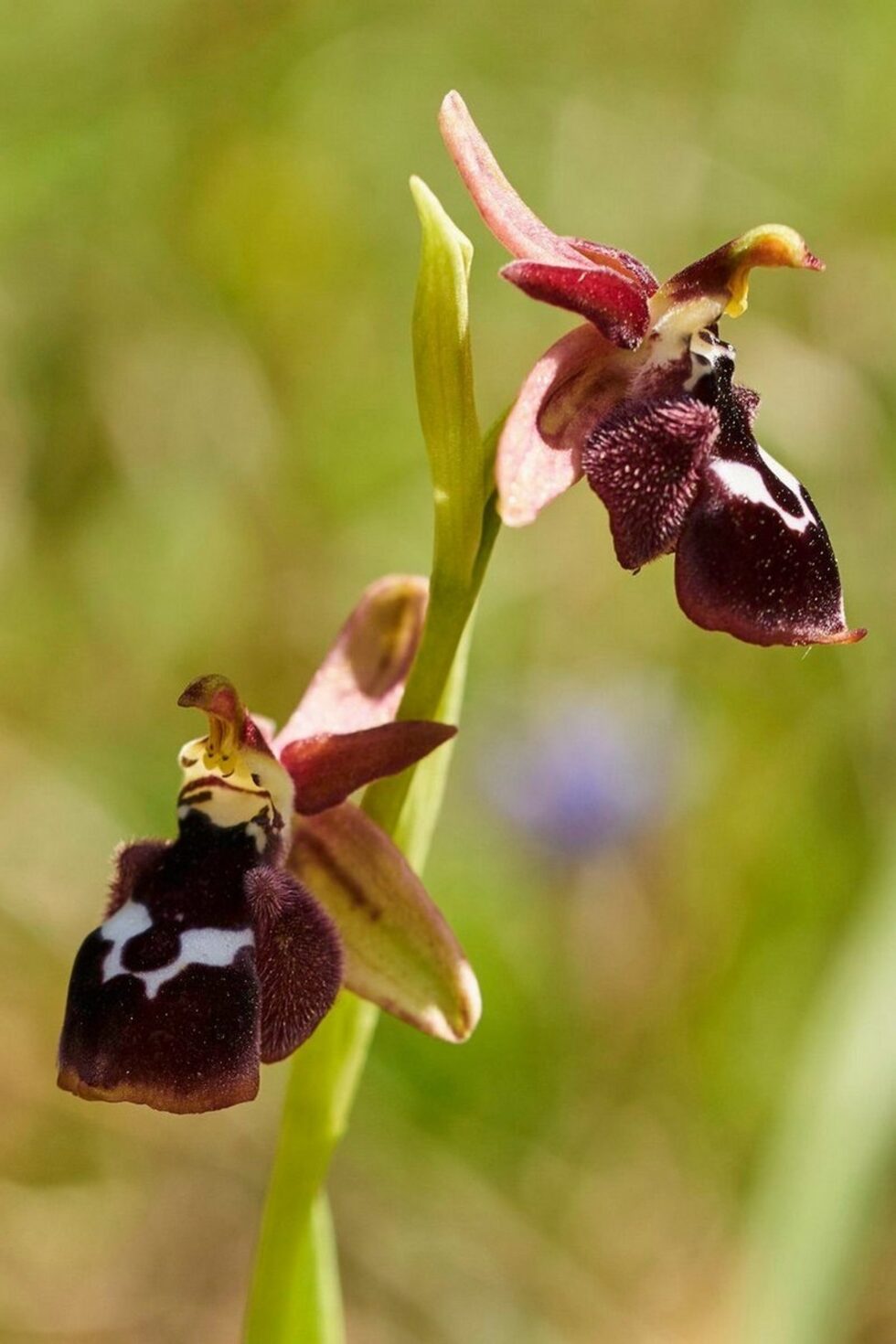 Една от най-редките ни орхидеи - рейнхолкдска пчелица (Ophrys reinholdii), известна само от Странджа и Източни Родопи със само три находища. Разпространена широко по гръцките егейски острови у нас цъфти с не повече от 100-150 екземпляраЗащитен вид, Червена книга