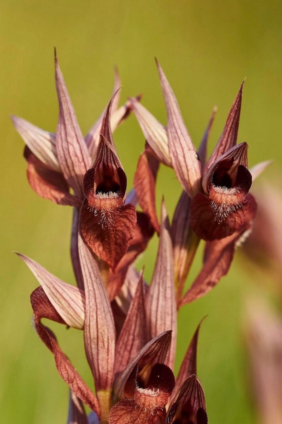 Палешниковидният серапиас (Serapias vomeraceae) расте по поляни край морския бряг, южно от Царево и в Източни Родопи. Бетонирането на Черноморието е причина за все по- рядкото срещане на този вид. Защитен от закона, Червена книга