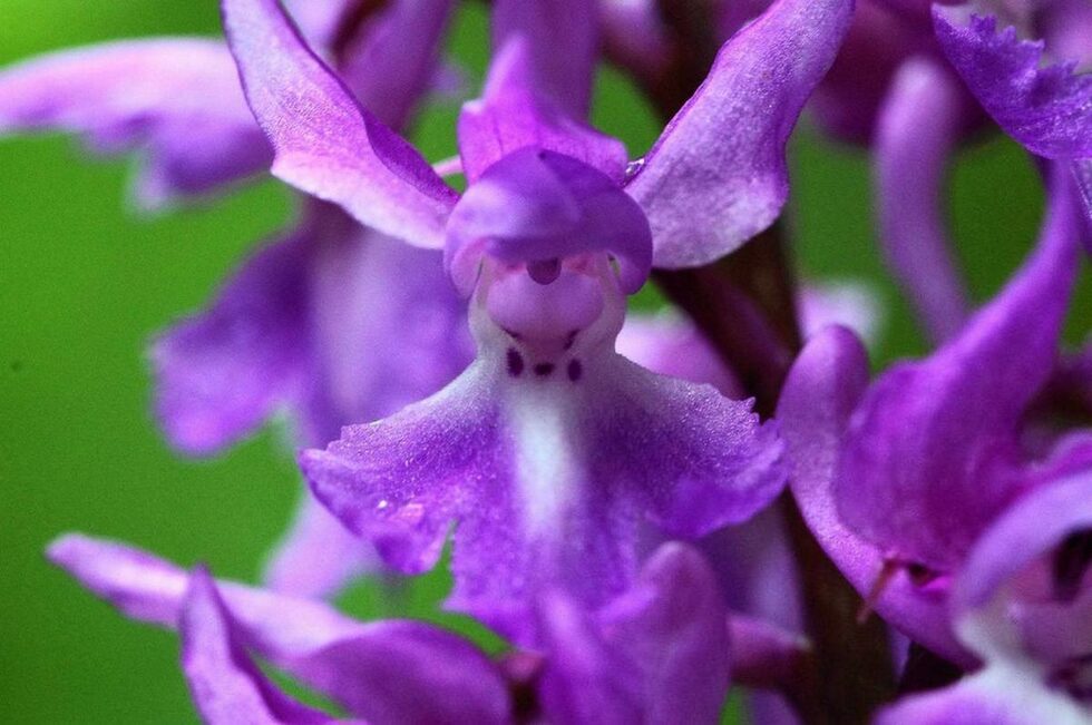 Боров салеп (Orchis pinetorum) - вид, свързан с горите