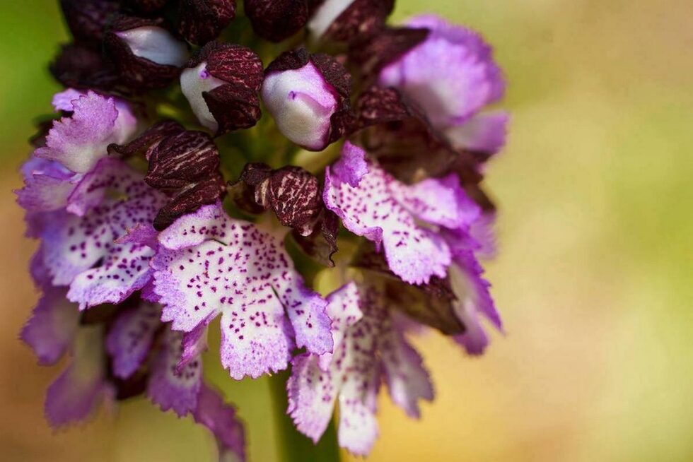 Пурпурният салеп (Orchis purpurea) е една от най-едрите наши орхидеи, достигаща на височина до 80-90см. Хибридизира често с маймунския салеп (Orchis simia)