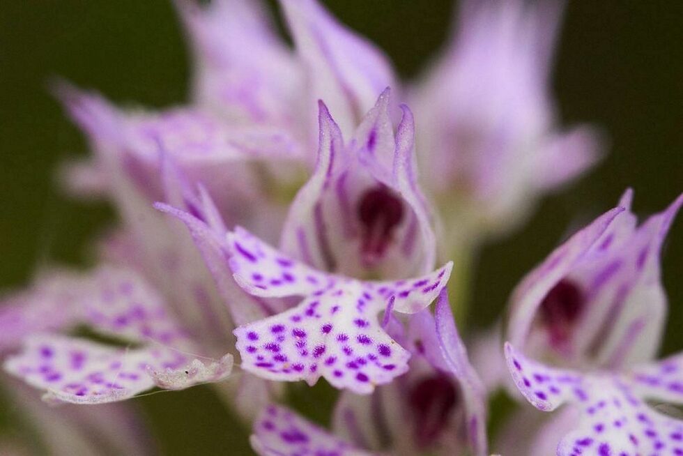 Тръзъбият салеп (Orchis tridentata) е красиво растение, цъфтящо с разнообразни като багра и напетняване цветове и с различна структура на съцветията