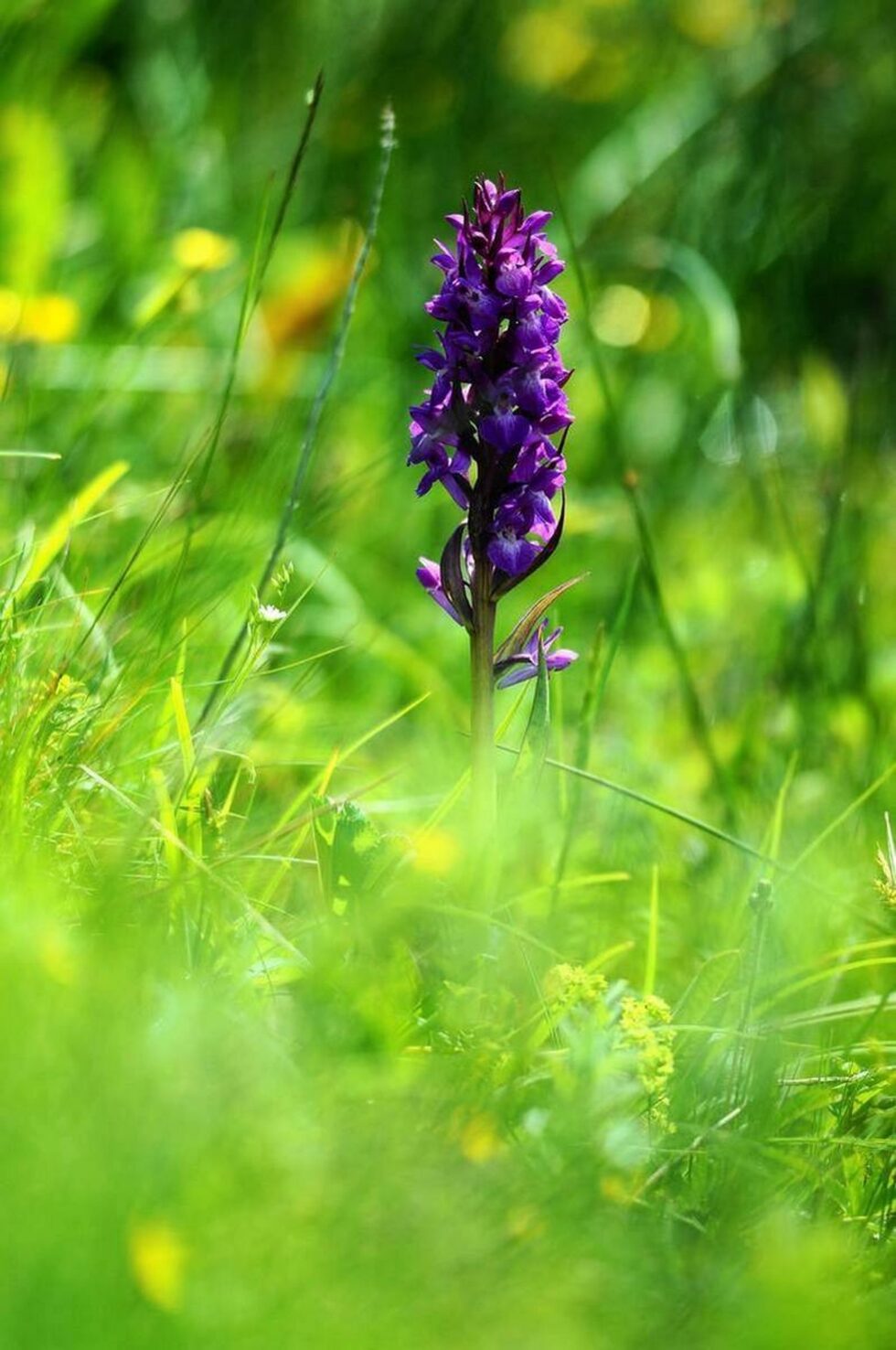 Сърцевидният дланокореник (Dactylorhiza cordigera) обитава високопланинските влажни ливади и мочурища