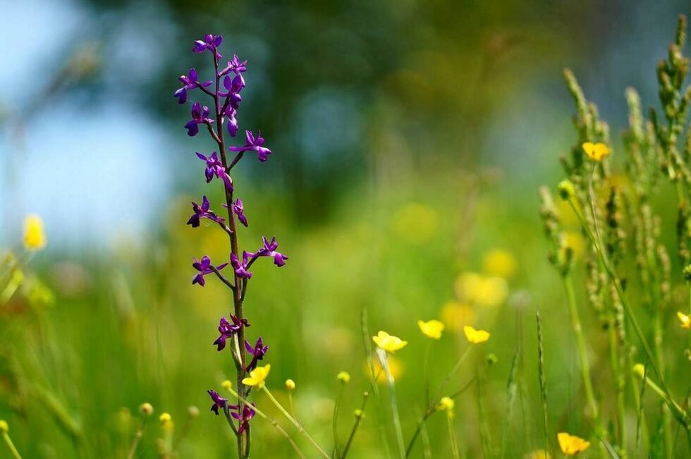 Редкоцветният саслеп (Orchis laxiflora) е обитател на мочурищата и влажните ливади в низинния и средния планински пояс. Защитен от закона вид