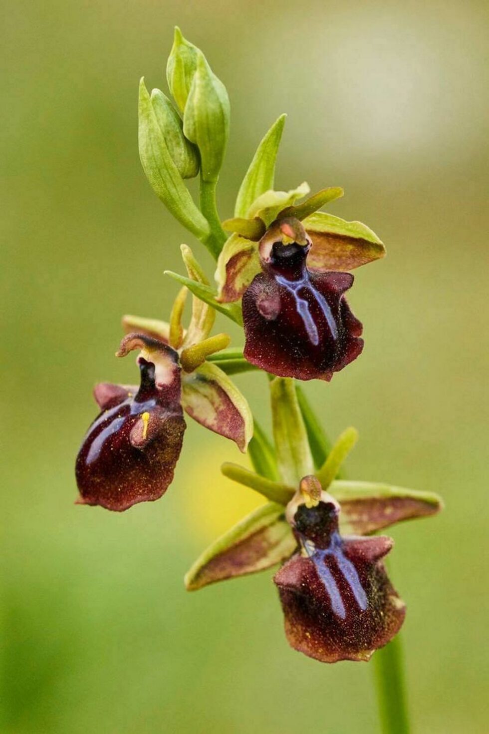Паяковидна (гърдеста пчелица) - Ophrys mammosa - макар и с много дребни цветове е една от най-красивите ни орхидеи.Защитен от закона вид
