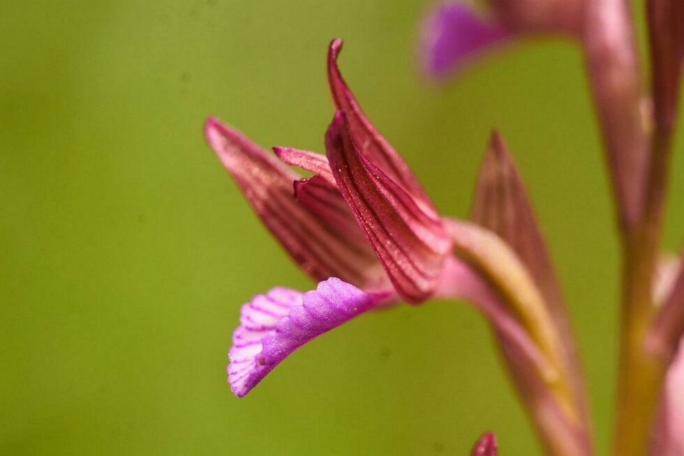 Пеперудоцветен салеп - Orchis papilionaceae - макар, че например в Странджа да е една от най-често срещаните орхидеи, събирането й, както и на всички други диворастящи видове орхидеи за букети или колекциониране е голяма заплаха за тези красиви растения. Нека им се наслаждаваме в естествената им среда и не ги берем или изкореняваме за собственото си удоволствие. Все пак цветята цъфтят единствено за себе си!Защитен от закона вид.
