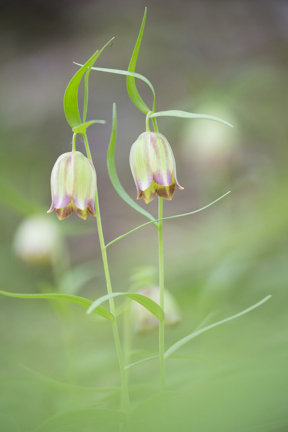 Черноморската ведрица (Fritillaria pontica) "страда" от своята красота. Въпреки, че е защитен вид, хората често берат букети от нея. Цветовете бързо увяхват, а видът изчезва от дивата природа