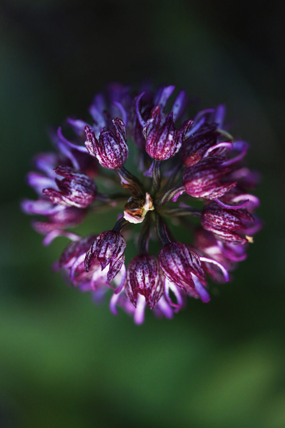 Торбестият дланокоренник (Dactylorhiza saccifera) е влаголюбив вид салеп (орхидея). Среща се често по влажни и мочурливи места в планинските райони в България.