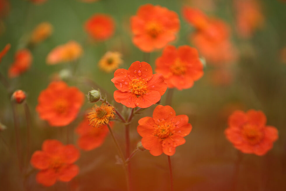 Червеното омайниче (Geum coccineum) е познато още под името "Цариче", на което е кръстен и един от най-големите резервати в Стара планина – резерватът Царичина. Легендата гласи, че в миналото турски султан излекувал нелечимо болната си дъщеря с цвете от Стара планина и вр. Вежен, от тогава то се нарича Цариче, а целият тамошен Балкан – Царичина. Национален парк "Централен Балкан" също е защитена зона от "Натура 2000".