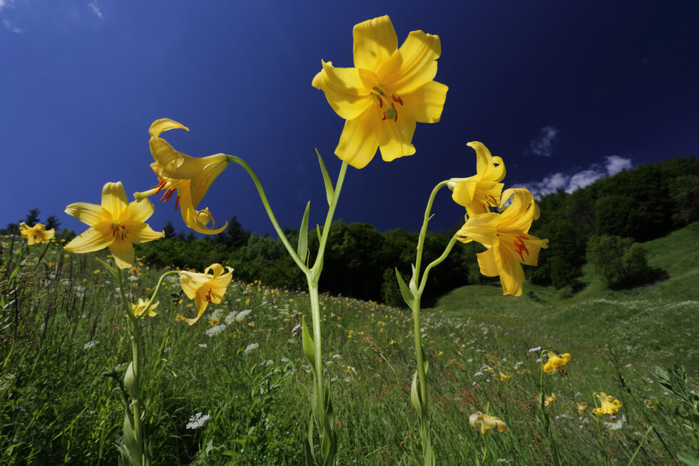Родопският крем (Lilium rhodopeum) е Балкански ендемит. Едно от красивите цветя в планинските сенокосни ливади, обект на защита от мрежата Натура 2000. Повече можете да <a href="https://www.dnevnik.bg/zelen/2019/07/09/3936196_fotogaleriia_novo_nahodishte_na_zastrashenoto_cvete/" target="_blank">прочетете тук</a>.