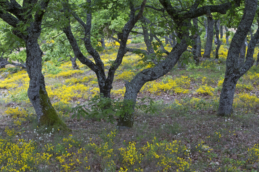 Планинските гори от горун (Quercus dalechampii) са покрити с килим от балканска жълтуга (Genista carinalis). В миналото тези гори са силно проредени поради масовото им опожаряване за пасища.