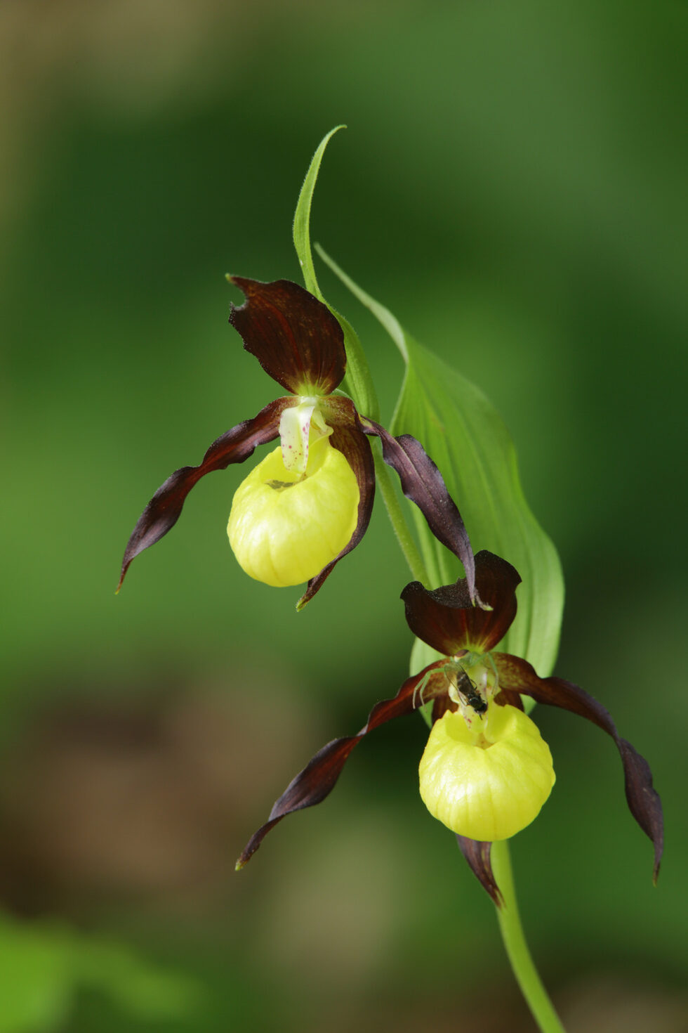 Венерината пантофка (Cypripedium calceolus) е критично застрашена. Местообитанията на вида се нуждаят от приоритетна защита съгласно Закона за биологичното разнообразие. Популацията е ограничена в резерват "Червената стена" и буферната му зонa, попадащи и в защитена зона от Европейската екологична мрежа "Натура 2000" в България
