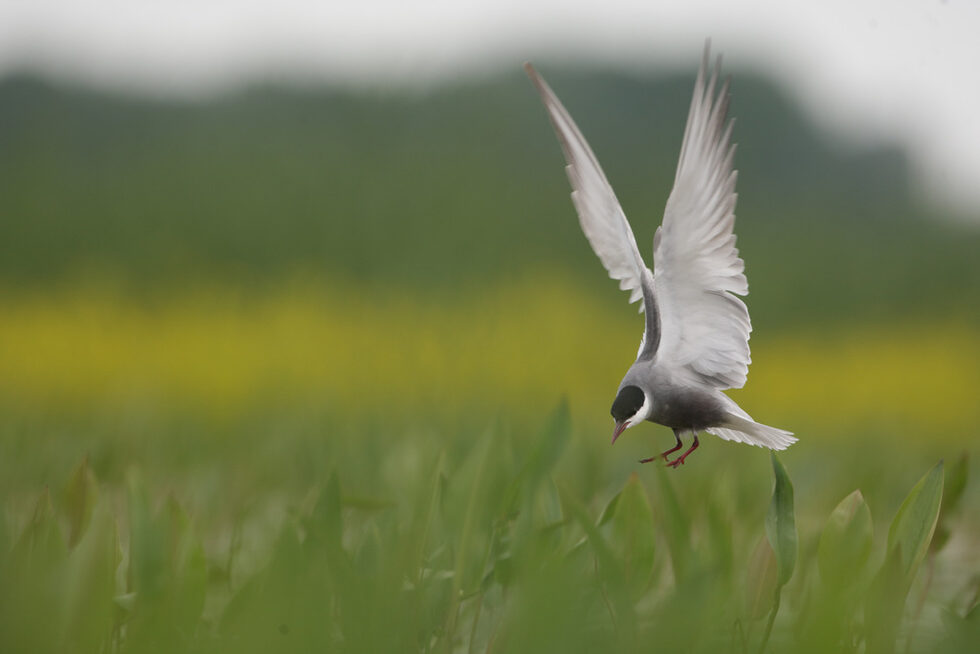 Белобуза рибарка (Chlidonias hybridus). Птицата е снимана в защитена зона "Калимок – Бръшлян", където гнезди заедно с много други видове водолюбиви птици. Крайречните влажни зони по поречието на река Дунав са от изключително значение за размножаването на редица видове дунавски риби, както и за редица птици, земноводни , растения и други редки видове.