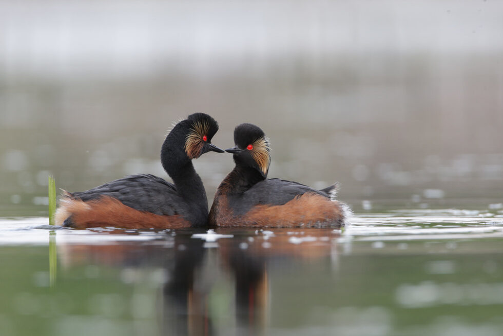 Черновратият гмурец (Podiceps nigricollis) е една от красивите водолюбиви птици у нас. Обитава различни по големина сладководни водоеми, обрасли с тръстика и богата подводна растителност. При миграции и зимуване се среща на групи в разнообразни влажни зони, предимно по морски крайбрежия.