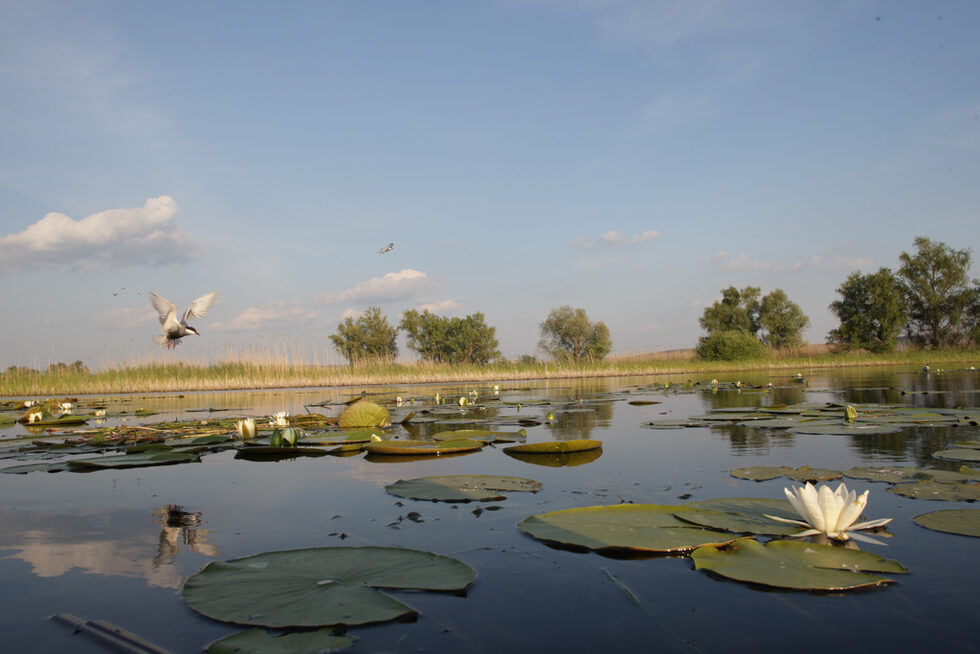 Бялата водна лилия (Nymphaea alba) е защитен вид съгласно Закона за биологичното разнообразие. Макар и често култивирана в декоративни басейни, в дивата природа тя се среща рядко. Част от находищата на вида попадат в границите на природен парк "Персина", резерватите: "Ропотамо" и "Камчия", поддържаните резервати: "Сребърна" и "Вельов вир", защитените местности: "Шабленско езеро", "Калимок – Бръшлен", "Блатото край с. Малък Преславец", "Стамополу", "Мъртвицата", "Злато поле" и др., както и в защитени зони от Европейската екологична мрежа Натура 2000 в България. Благодарение на работата на Сдружение за дива природа "Балкани" видът е възстановен и във влажна зона "Драгоман" край София.