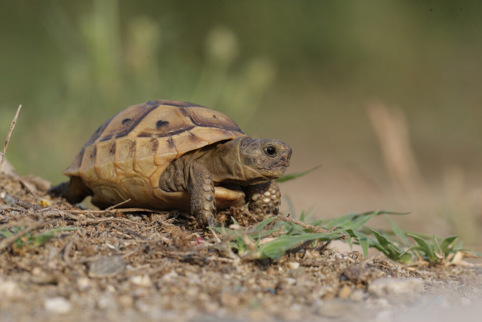 В България се срещат два вида сухоземни костенурки – шипоопашата - (Testudo hermanni) и шипобедрена костенурка (Testudo graeca). Поради своята трудна подвижност, те са силно уязвими в следствие на различни влияния. Най-голямата заплаха за тях са хората! Поради използването им в миналото за храна и за лекарство, популациите им в страната са с критична численост.