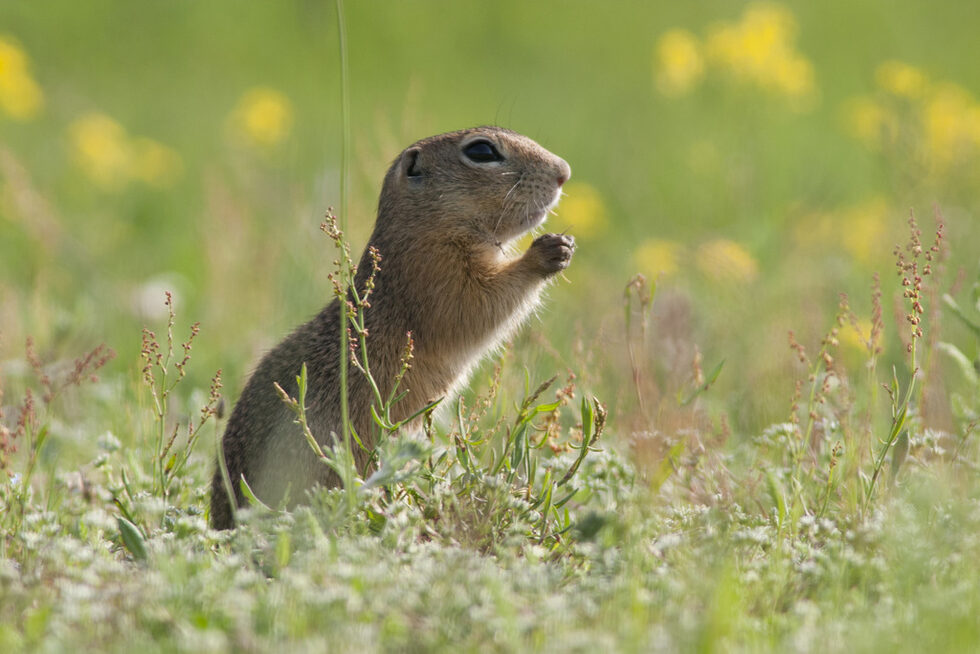 Лалугерът (Spermophilus citellus) е един от видовете с европейско природозащитно значение. Често приеман у нас за вредител, той е важна хранителна база за редица други видове, сред които царския орел и ловния сокол. За съжаление, числеността му намалява, заради интензивното земеделие и разораването на пасищата.