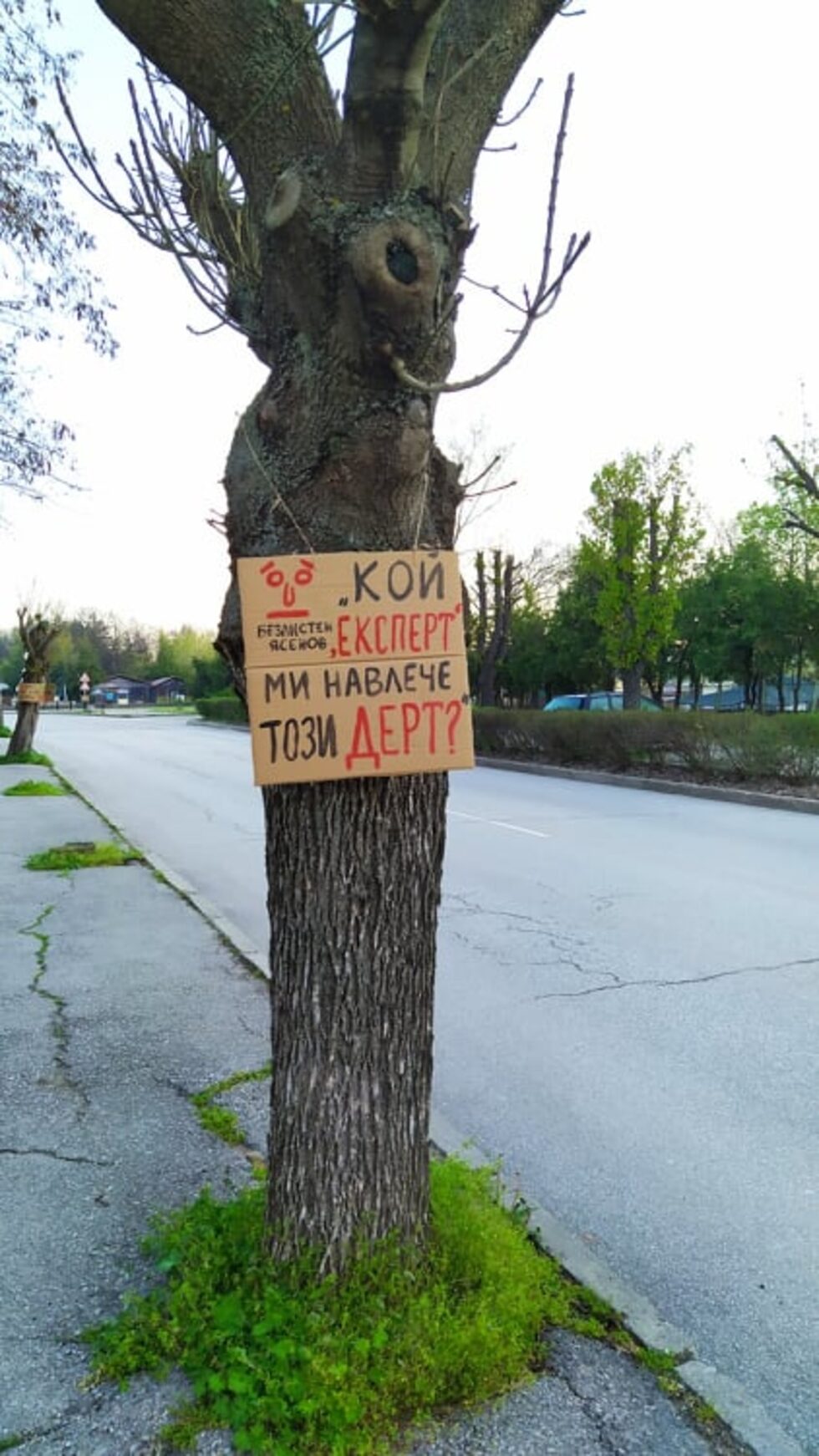 Фотогалерия: "Дървени активисти", или анонимно в защита на дърветата в Хасково