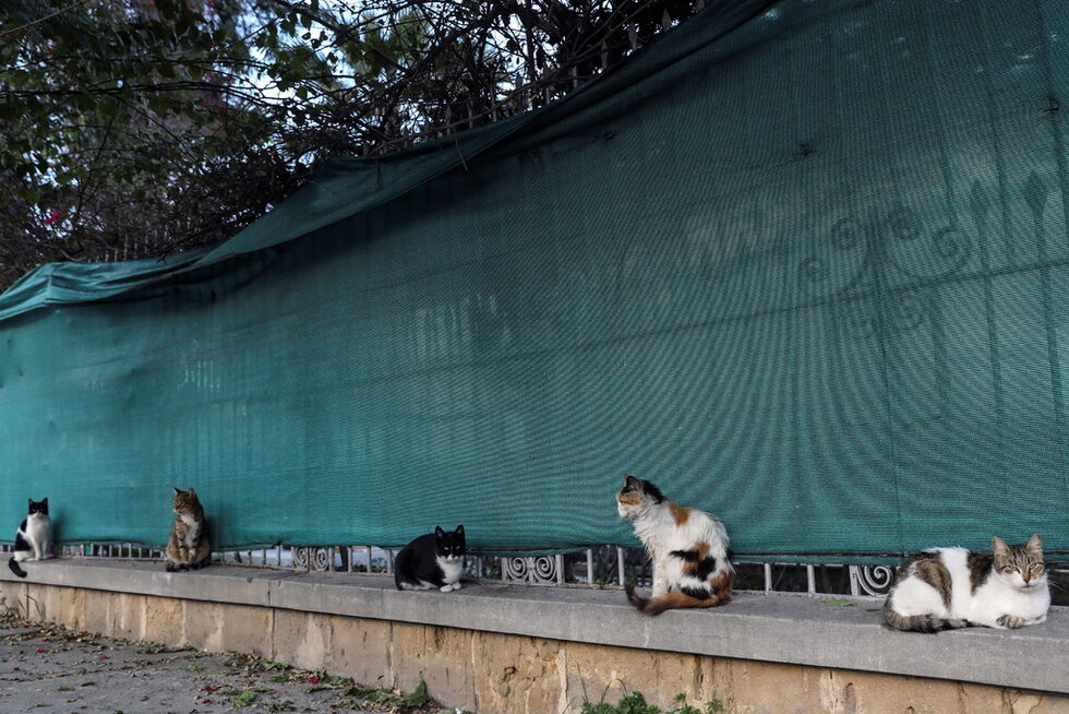 "Много некастрирани котки означава много котенца всяка година. Хората постоянно ни звънят, изхвърляйки котки навън. Има ограничение в това, което бихме могли да направим, за да помогнем на тези котки", казва Дейвид Фендър, оперативен мениджър и председател на Малкълмското общество за защита на котките.