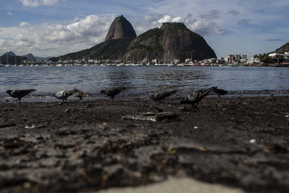 На фона на възвишенията Pão de Açúcar гълъбите се хранят по бреговете на замърсените води на плажа Ботафого в Рио де Жанейро
