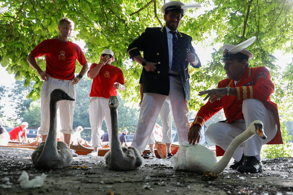 800-годишната традиция за преброяване на лебедите в Темза, наречена Swan Upping се състоя, след като беше отменено заради пандемията от коронавирус миналата година.<br /><br />Служители на Бъкингам с алени униформи плуват по Темза с лодки, за да измерват теглото на лебедите и да ги маркират с пръстени, всеки от които е с идентификационен номер.