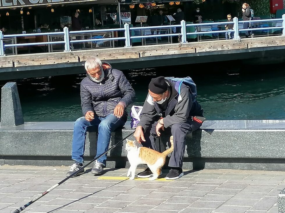Котките, както е известно на повечето хора, са на особено почит в Турция. Смята се, че това е така, защото куче ухапало пророка Мохамед и раната се подлютила. Токта я облизала и тя зараснала бързо.