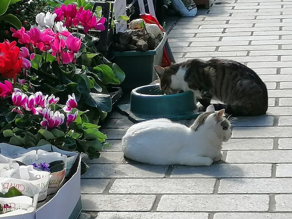 Встрани от храните има сравнително скромно място за цветя, грудки, семена. Очаквано има богат избор и от луковици на лалета.