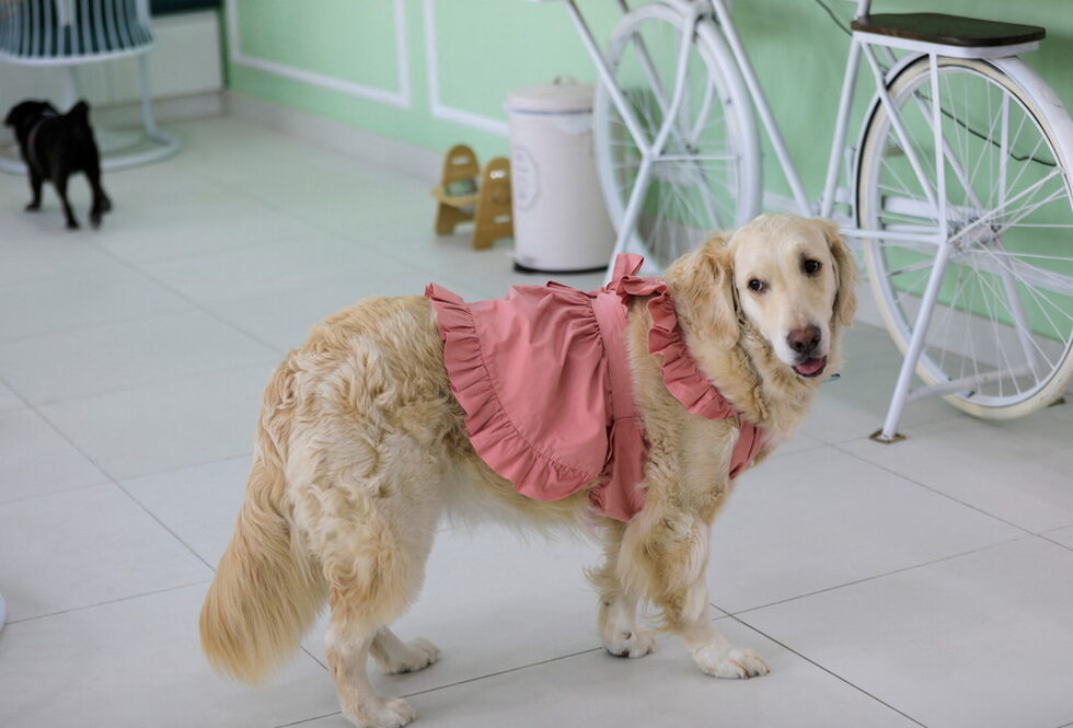 В Happy Bark Day Ку сервира ротационно меню с лакомства, приготвяни всеки ден, като puppacinos - приготвени с бульон от волска или пилешка опашка, и pupcakes, приготвени от говеждо или сьомга в комбинация със зеленчуци, или дори подредени подноси с лакомства за "следобеден чай".